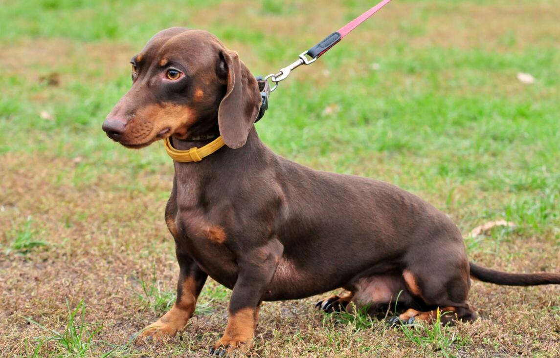 不养腊肠犬的7大原因(详解:腊肠犬为什么被禁养)