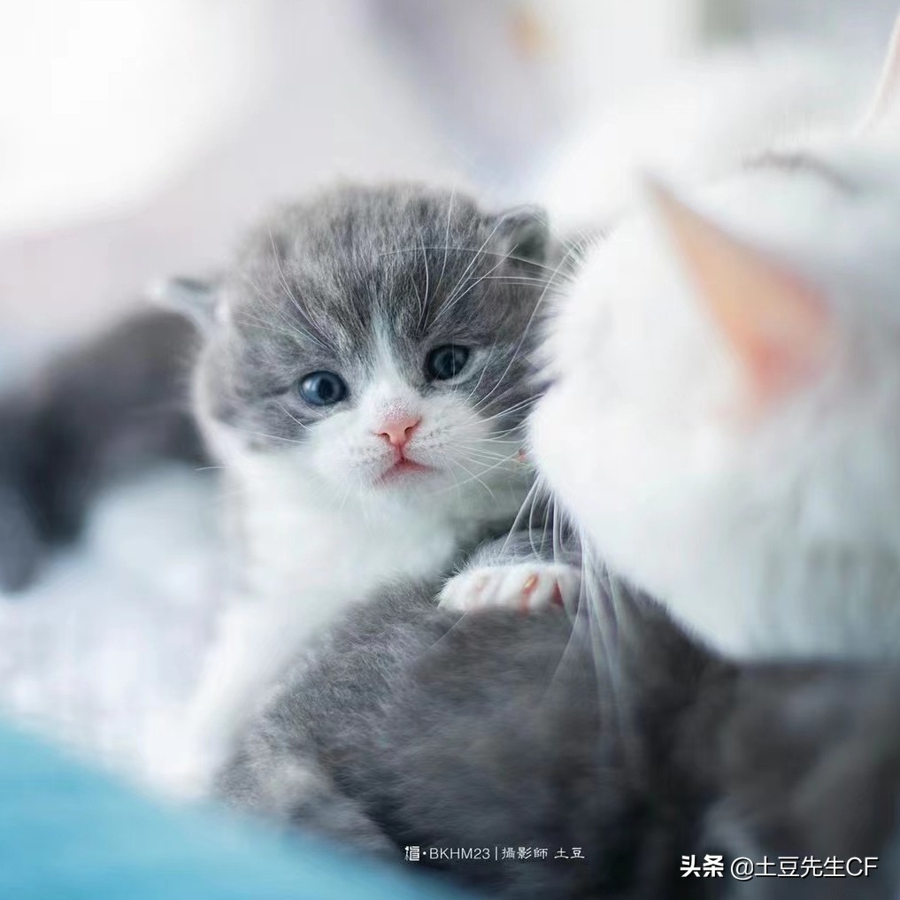 如何帮猫主子揉肚子催产（附：持续努力40分钟生不出为难产）