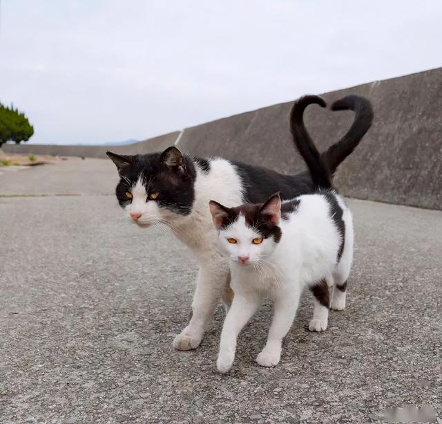 母猫不做绝育会怎么样(母猫不做绝育能活多久)