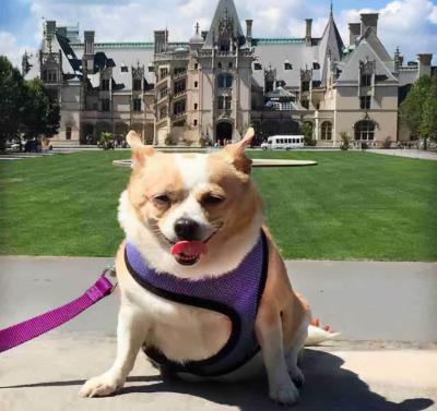 狗狗胰腺炎怎么治疗(狗狗胰腺炎怎么治疗)