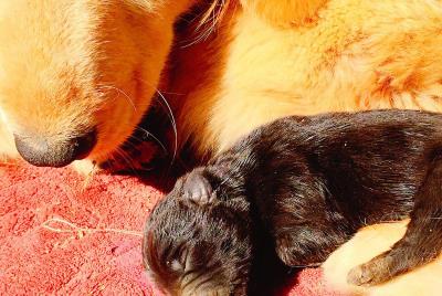 狗狗假孕该怎么处理