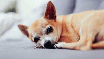 狗狗身患疾病的几大表现(狗狗内脏受损5大征兆)