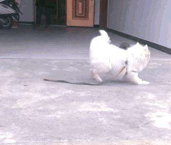 萨摩生了一窝黑色小狗，主人：我以为它们只是普通朋友