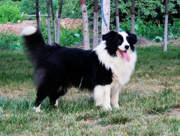 训练边牧的最佳时间段（了解边牧什么时候开始训练）