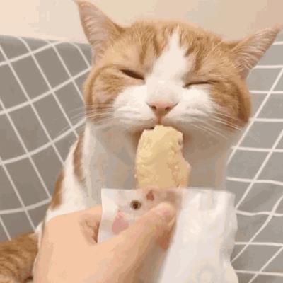 猫咪舔主人的手脚是什么意思