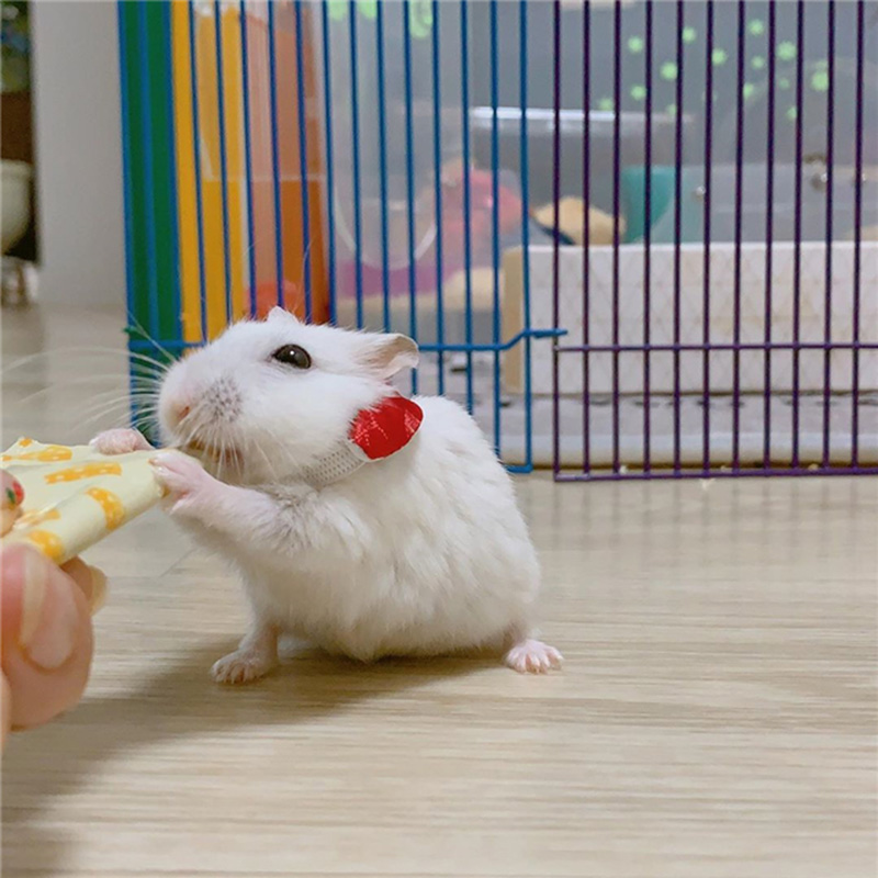 仓鼠离世前与主人的告别