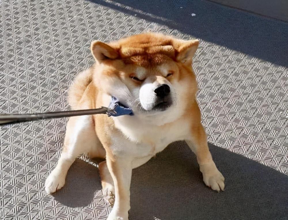 柴犬怎么训练（详解：柴犬训练方法口诀）