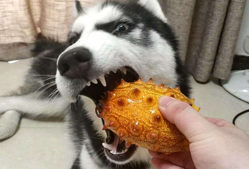 了解哈士奇价格一览表（哈士奇多少钱一只）