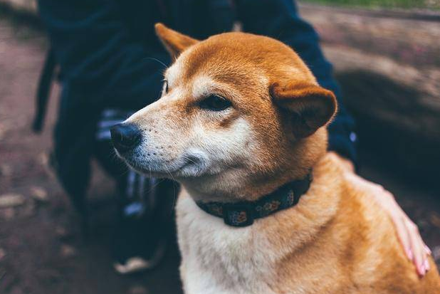 盖夫带来源于新西兰的宠物牛奶，牛奶先生零乳糖令人耳目一新 