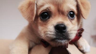 狗狗神经炎初期表现（狗狗出现这几种表现）