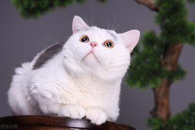 猫咪掉毛季节几月份（猫咪九月份掉毛）