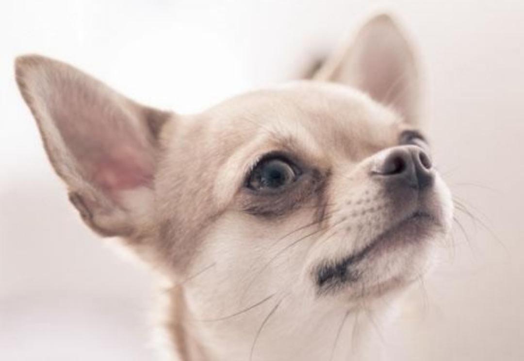 手把手教你鉴别吉娃娃的七大技巧（吉娃娃狗怎么选）