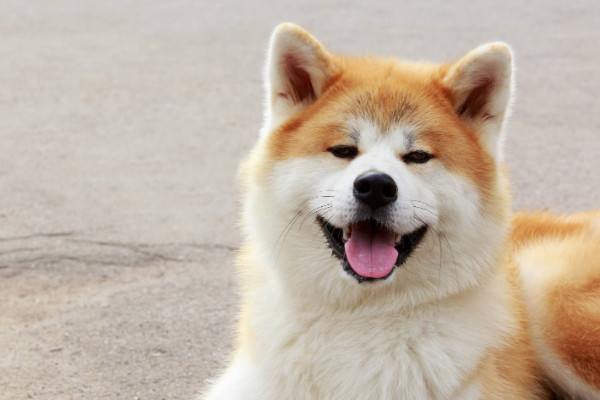 建议家养的大型犬清单(介绍1-10名温和而亲切的大型犬种)