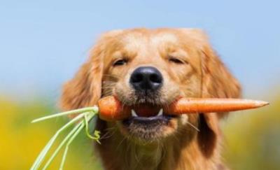 20种狗狗能吃的食物超全合集