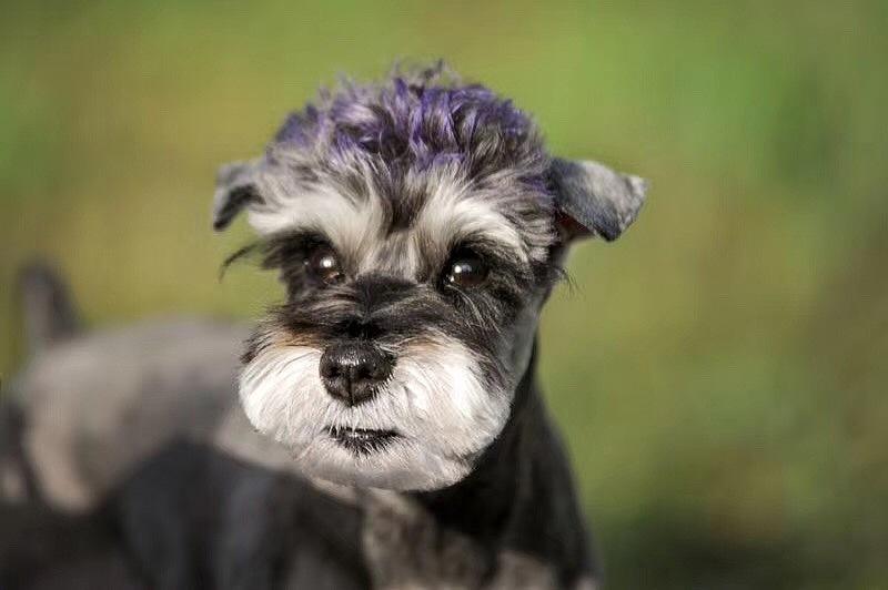 雪纳瑞狗好不好养(详解:养雪纳瑞的好处与坏处)