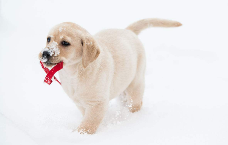 拉布拉多怎么养（详解：养拉布拉多的技巧与细节）