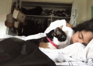 猫这么多毛也会冷吗