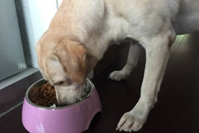 为什么都不建议养拉布拉多（附：想养拉布拉多犬要先了解这5个缺点）