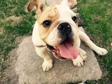 斗牛犬吃什么食物最好（详解：斗牛犬喜欢吃的食物）