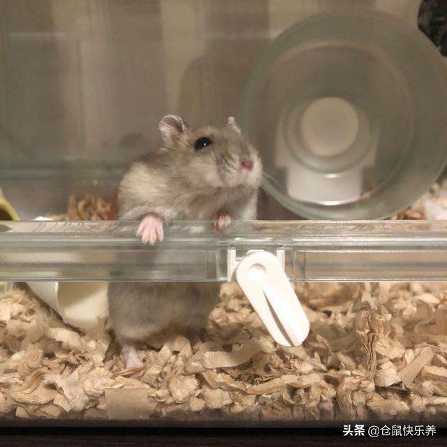 仓鼠老去难以阻挡,回忆过去美好2年,饲主感叹:以后不养仓鼠了