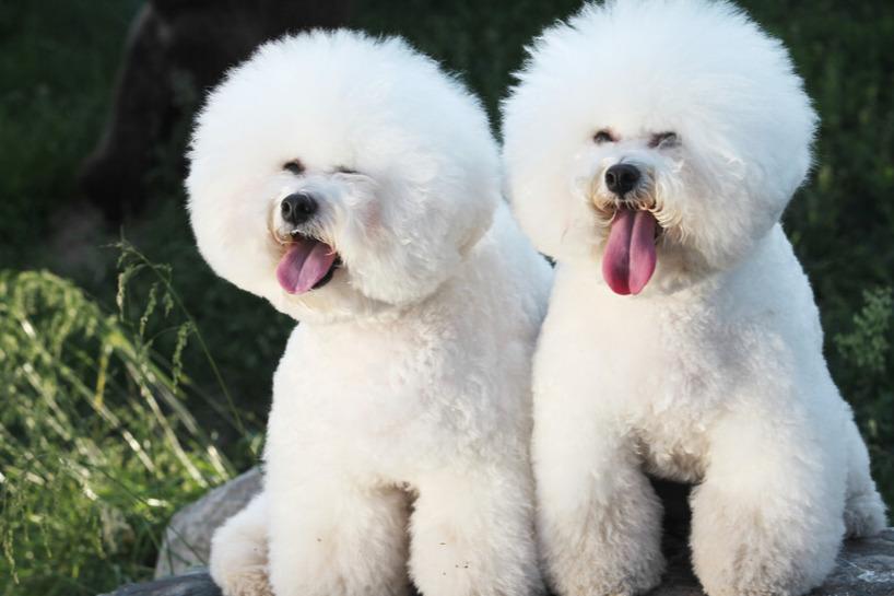 比熊喜欢主人的六大表现（详解：比熊认主人有哪些特征）