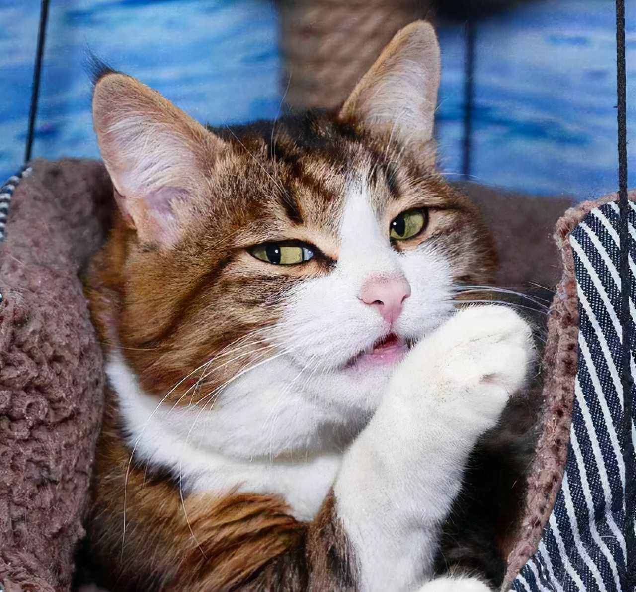 猫咪为何在家莫名其妙的消失（附：猫在家凭空消失的原因）