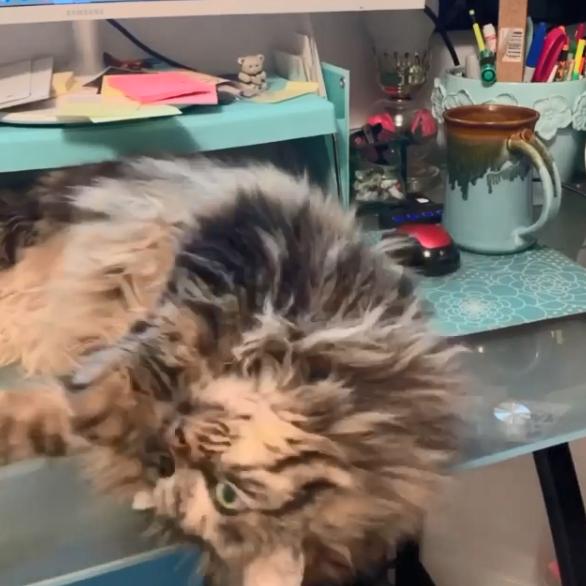 长毛狸花猫是什么品种(长毛狸花猫多少钱一只)