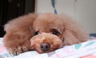 泰迪极度恐惧的表现（泰迪内心的几个痛点）