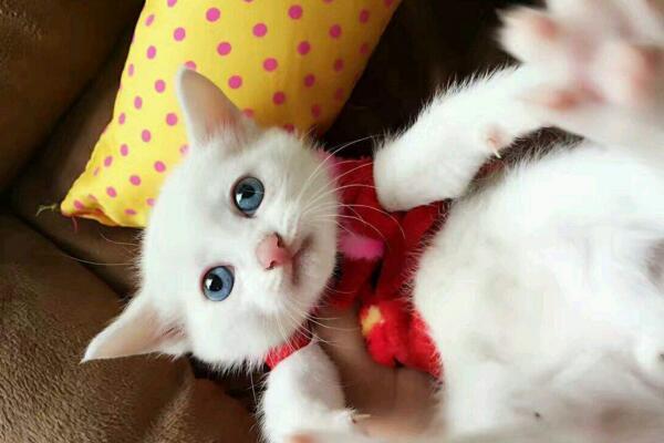 异瞳白猫为什么不建议养(白色异瞳猫好养吗)