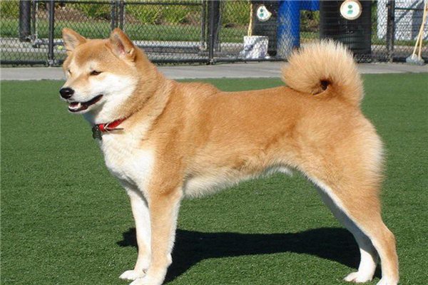 十大认主的狗狗排名（哪种狗狗最认主人）