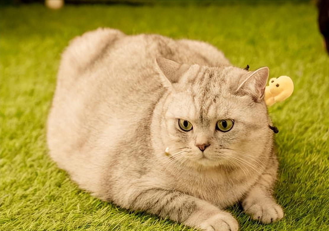 猫太胖影响哪方面（ 盘点猫咪过度肥胖的危害）