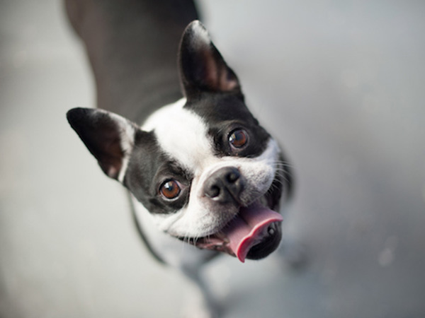 狗狗一直打嗝的原因（详解：小狗疯狂打嗝是怎么回事）