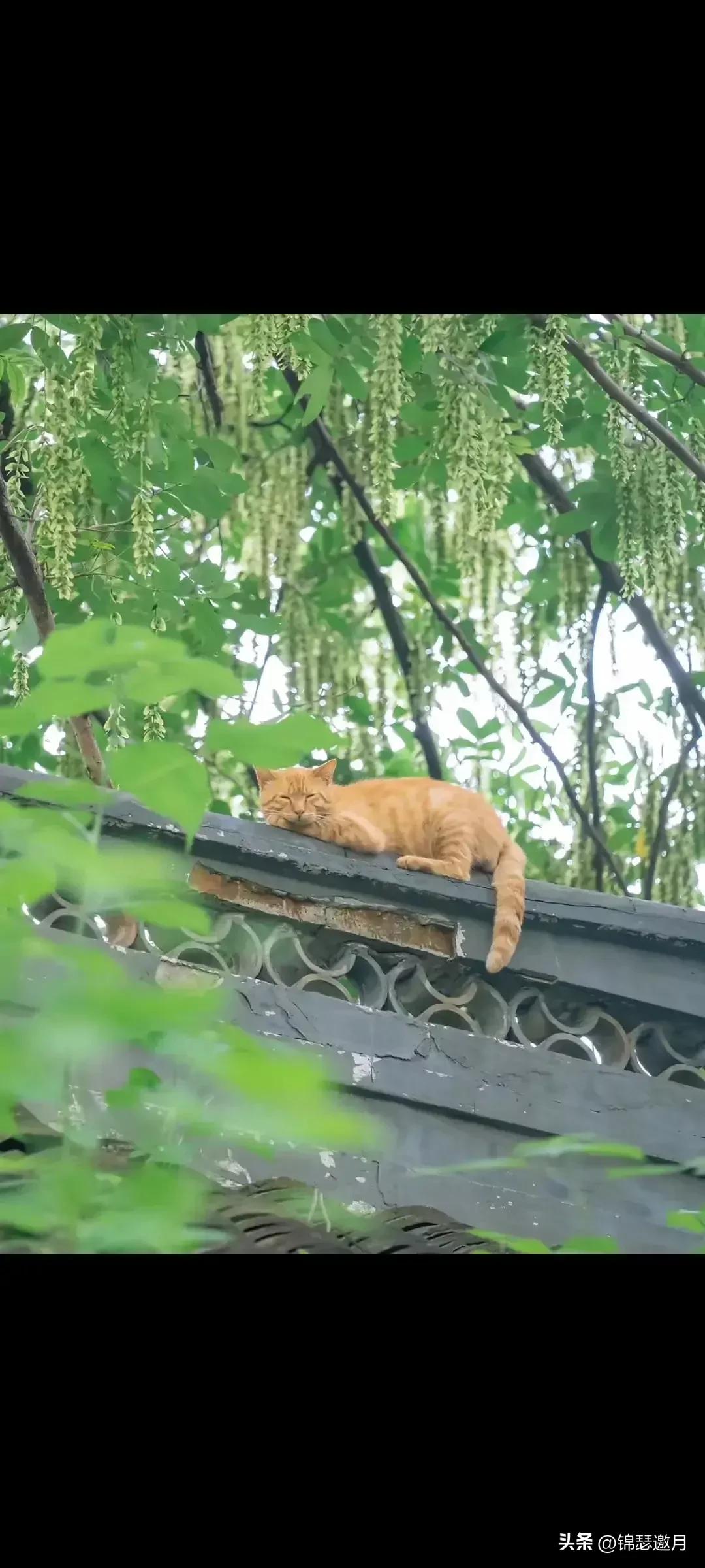 猫图片大全可爱（分享图片可爱的猫猫）