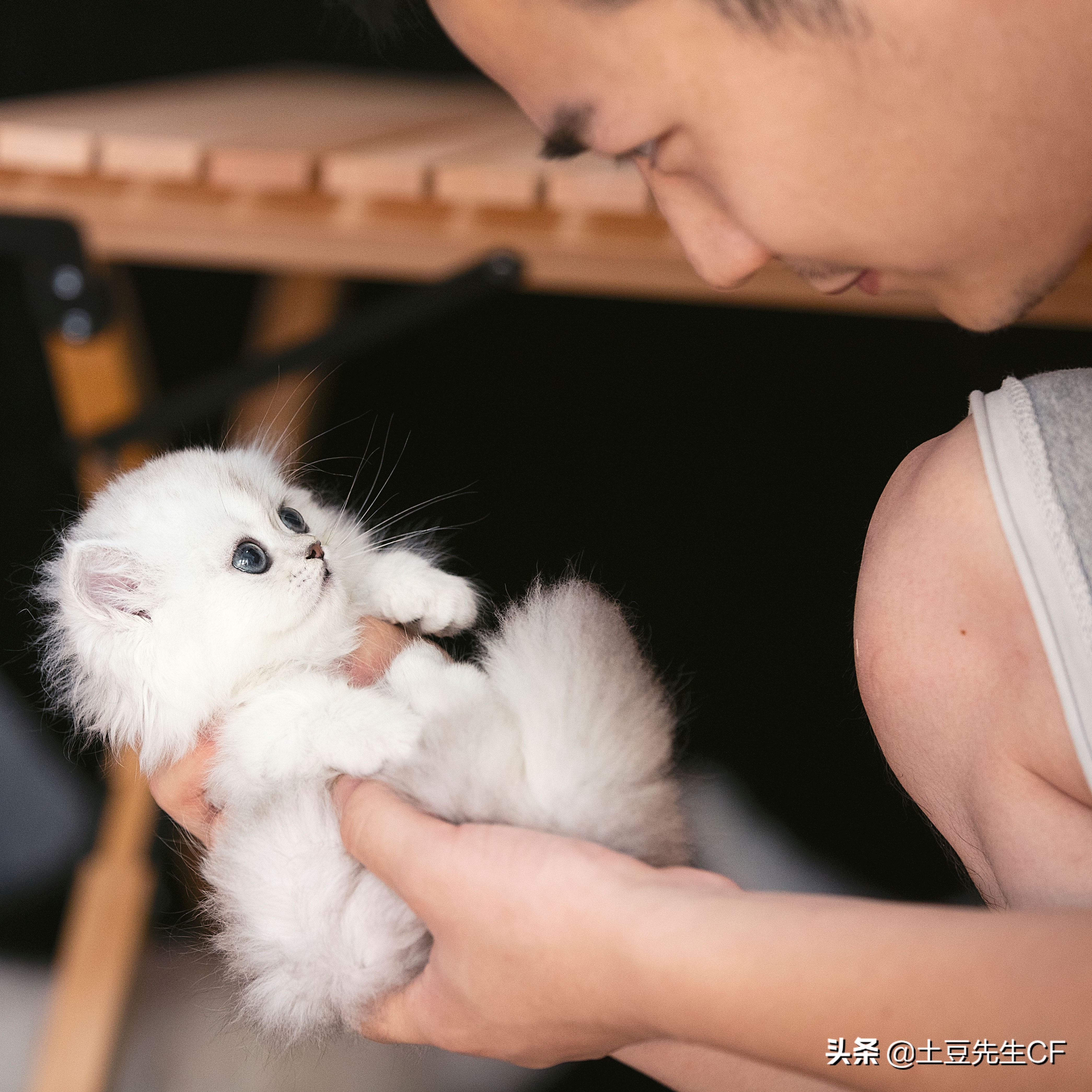 如何帮猫主子揉肚子催产