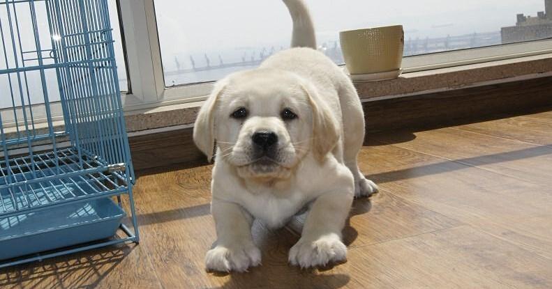 教你养拉布拉多幼犬的方法(拉布拉多幼犬怎么喂养方法)