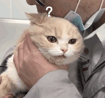 猫把人咬出血了会愧疚吗（小猫咪爱咬人怎么办）