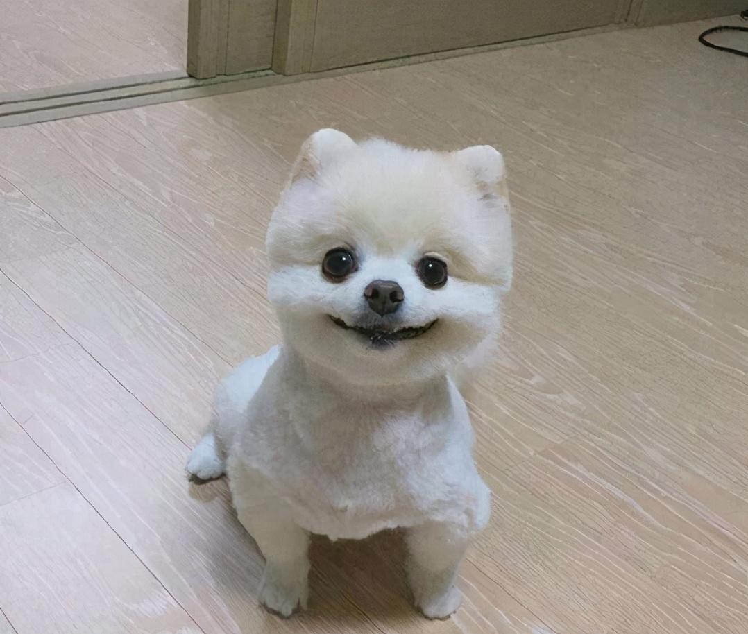 训练博美狗6大要点（博美犬怎么训练）