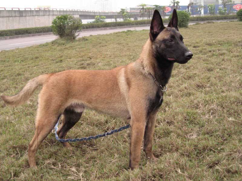 马犬如何看品相(详解:挑选马犬幼犬的小窍门)