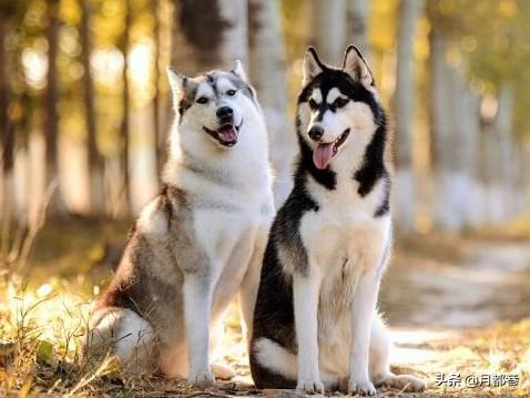 阿拉斯加与”拆家专业户“哈士奇的区别（附：阿拉斯加智力如何）