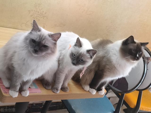 猫吐了一堆糊状的猫粮怎么办(猫吐了稀糊一样的猫粮)