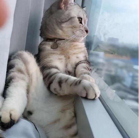 豹纹猫是什么品种(豹纹猫是什么品种多少钱一只)