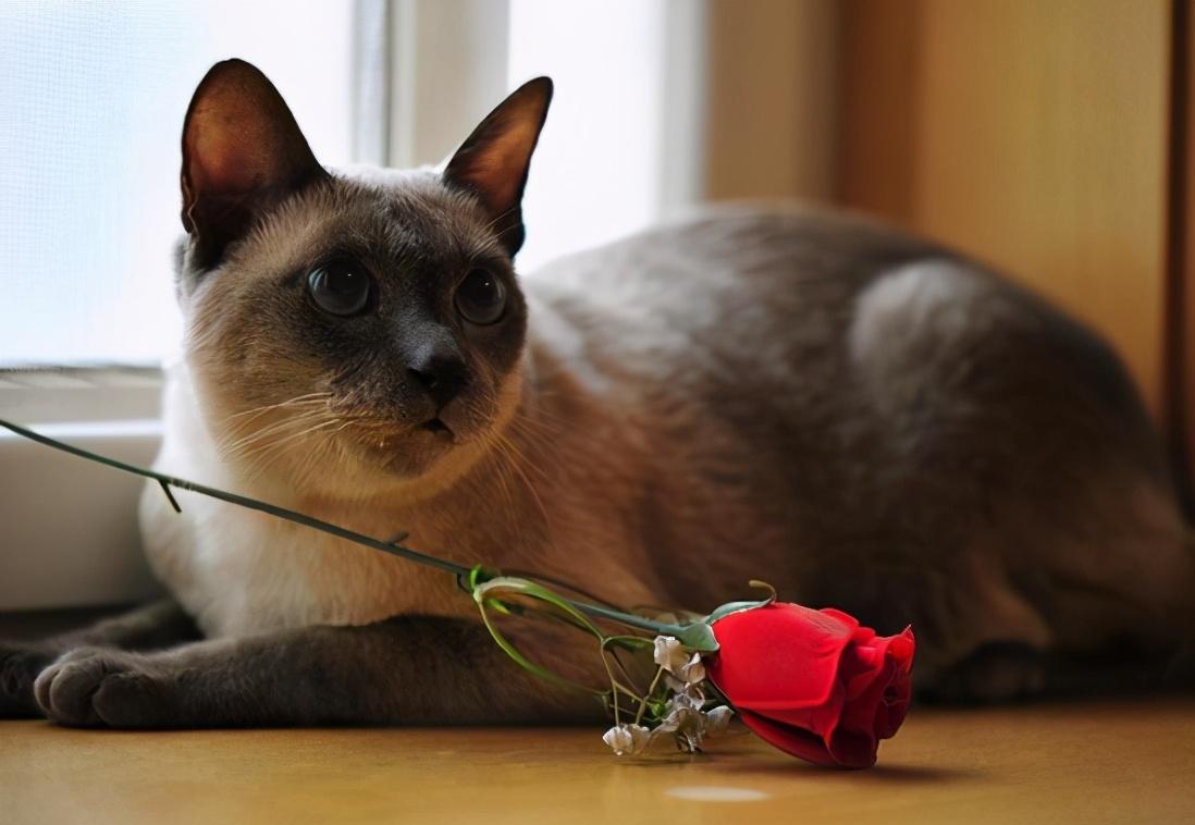 分享养泰国暹罗猫的小技巧（来自泰国暹罗猫怎么养）