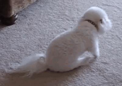 狗狗神经炎初期表现（狗狗出现这几种表现）