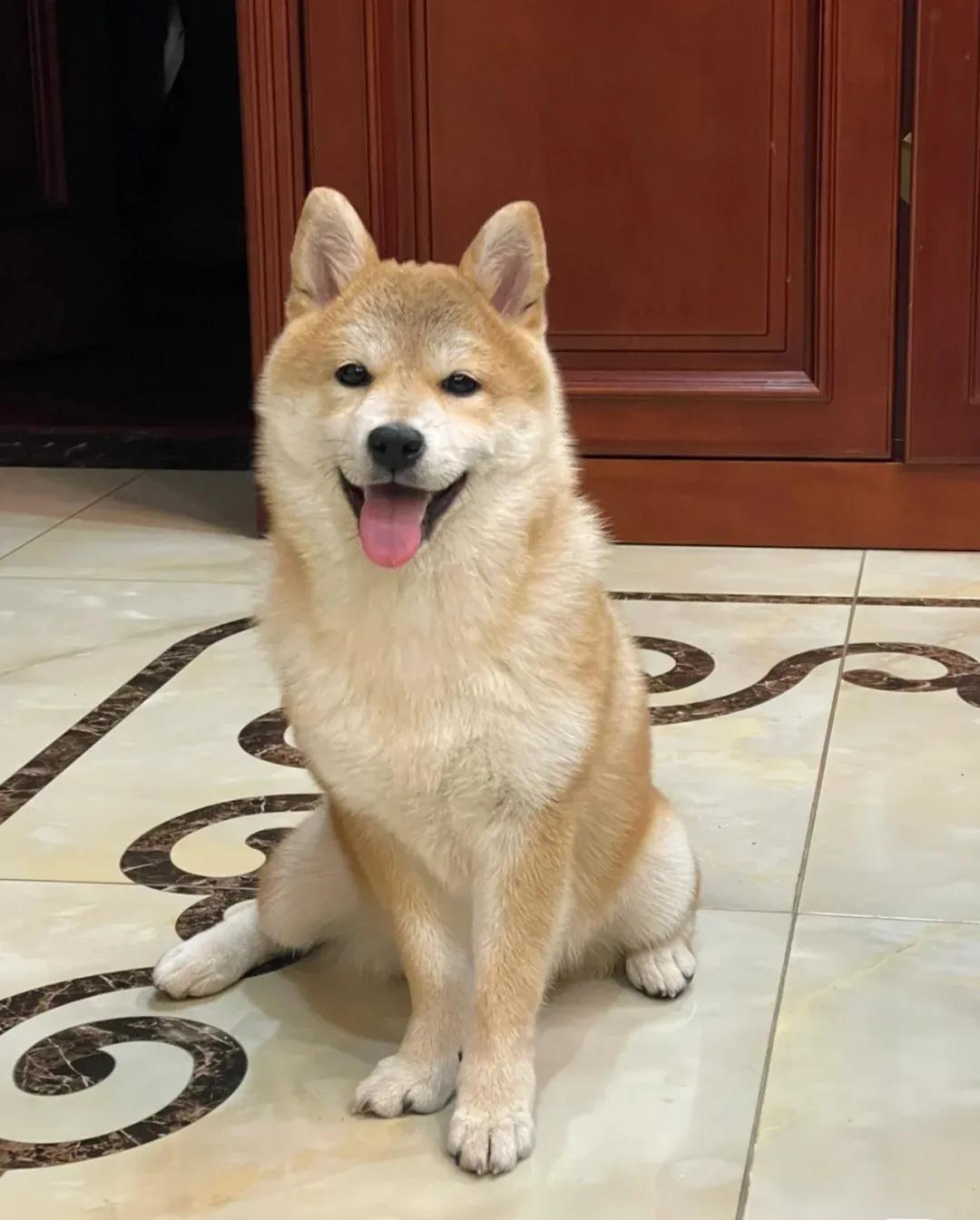 大型犬好养的品种推荐(分享新手好养的大型犬有哪些)