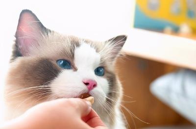 猫咪上火的症状眼睛图片(猫咪上火了如何解决)