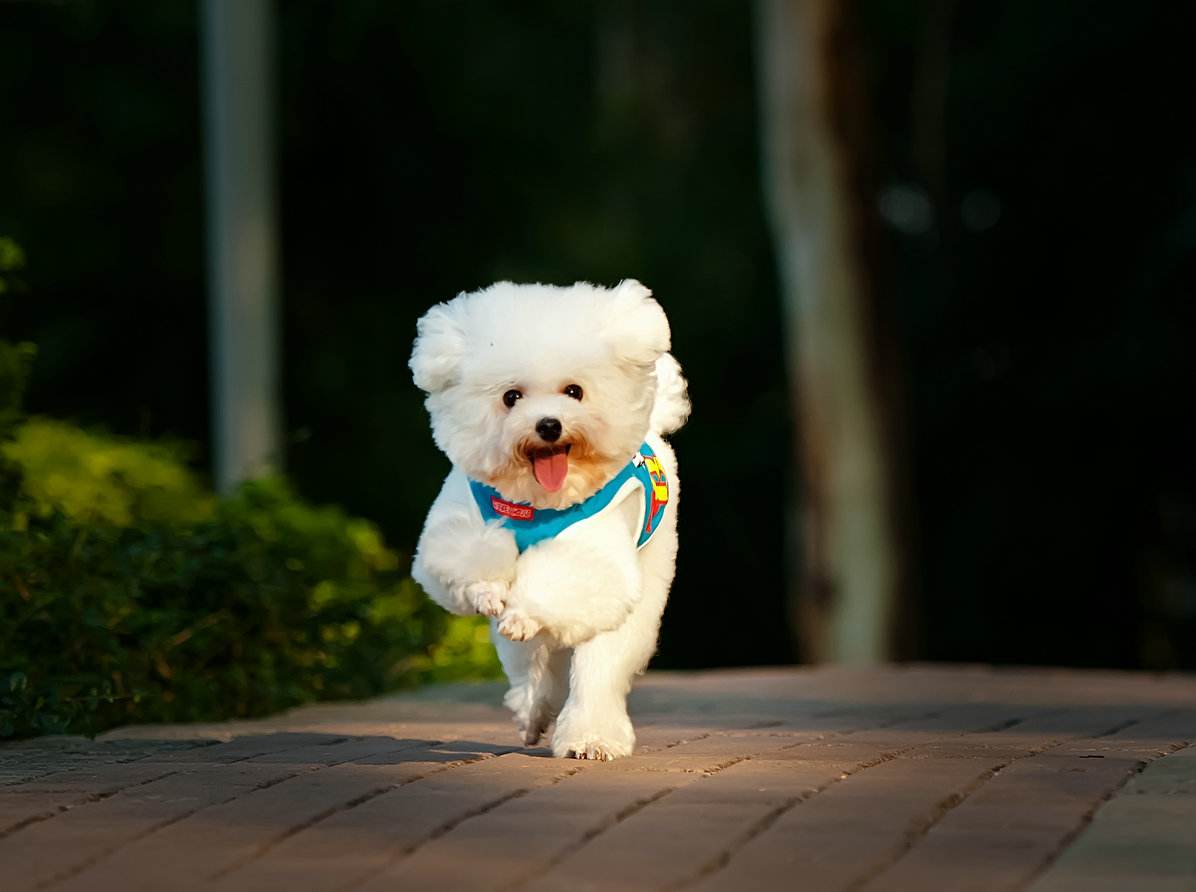 标准的贵妇犬长什么样子（贵妇人犬的特点有这些）