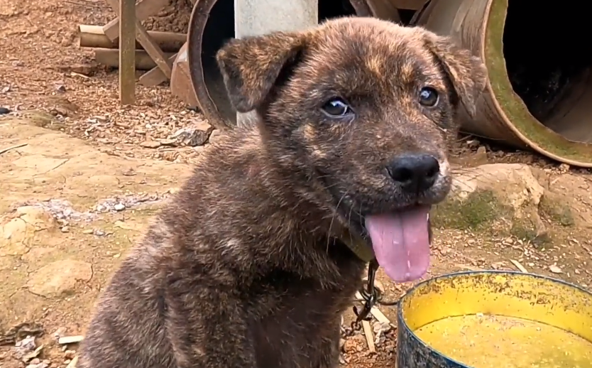 了解虎斑幼犬价格及图片（虎斑犬多少钱）