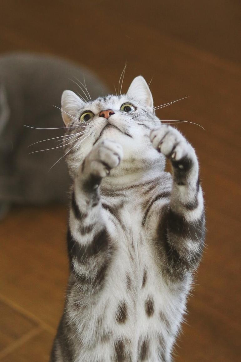 为什么不能养美短虎斑猫（附：美短虎斑猫的性格及特征）