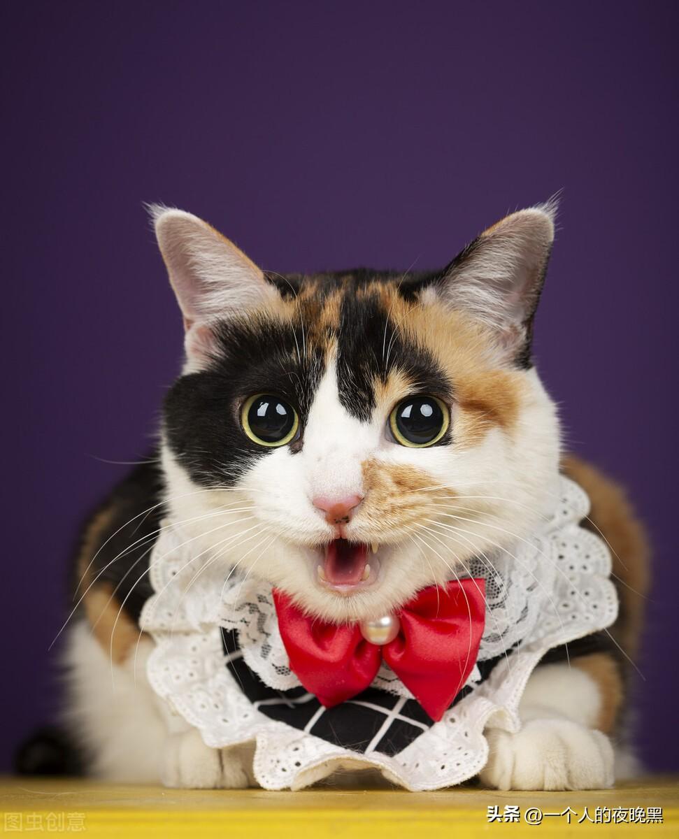 三花猫是猫中美女吗（是的下面是颜值高的三花猫图片）