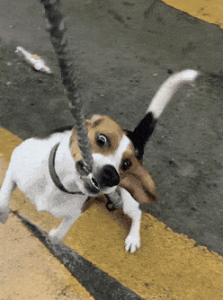 关于六大不养比格犬的原因(比格犬为什么不建议养)